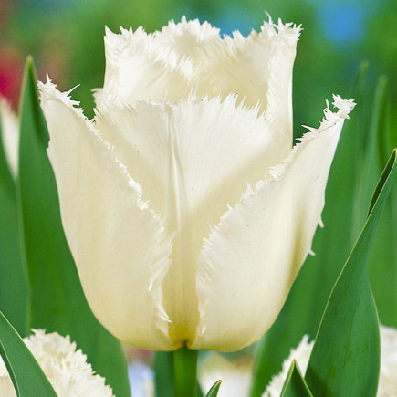 Tulipan Strzępiasty Swan Wings