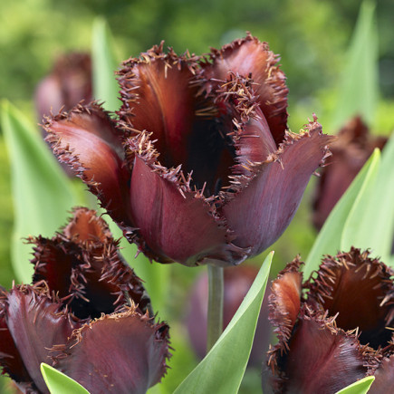 Tulipan Strzępiasty Black Jewel