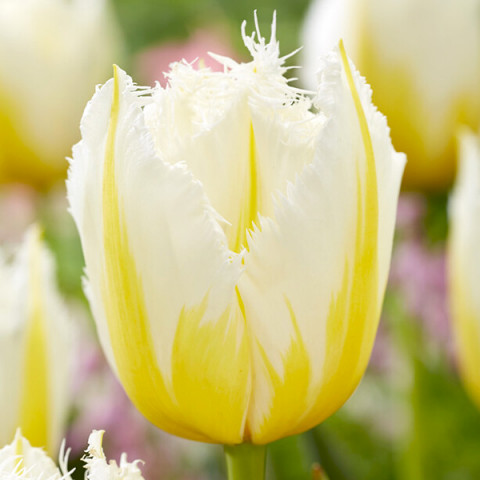 Tulipan Strzępiasty Lemon Beauty 5 szt