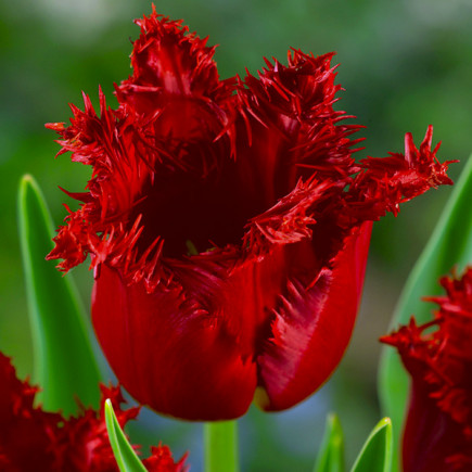 Tulipan Strzępiasty Сzerwony 5 szt