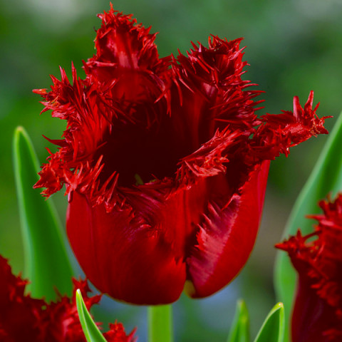 Tulipan Strzępiasty Сzerwony 5 szt