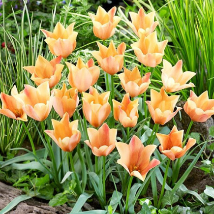Tulipan Botaniczny Batalinii Bright Gem 5 szt
