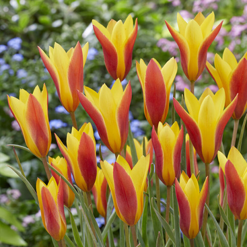Tulipan Botaniczny Clusiana var Chrysantha