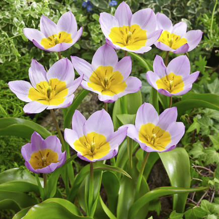 Tulipan Botaniczny Bakeri Lilac Wonder 5 szt