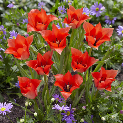 Tulipan Botaniczny Linifolia