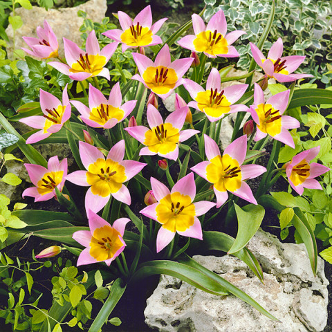 Tulipan Botaniczny Saxatilis