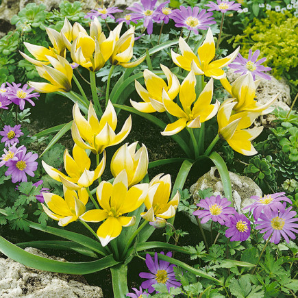 Tulipan Botaniczny Tarda