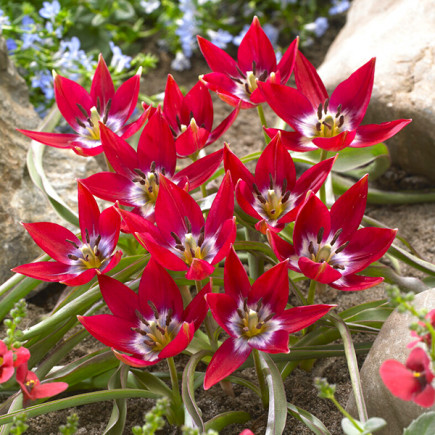 Tulipan Botaniczny Tiny Timo