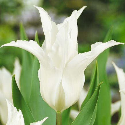 Tulipan Liliokształtny White Star