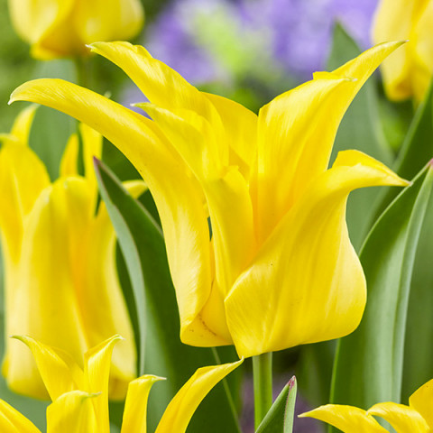Tulipan Liliokształtny Crown Jewel 5 szt