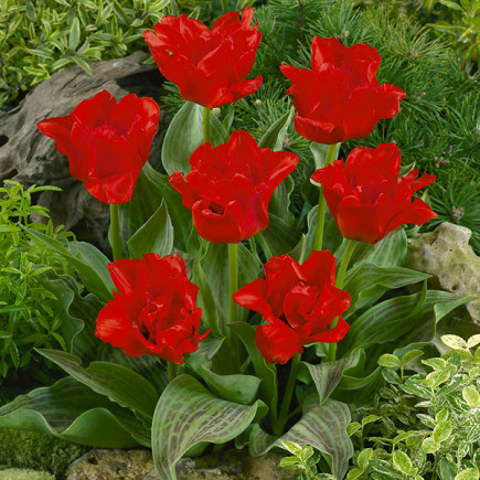 Tulipan Greiga Double Red Riding Hood
