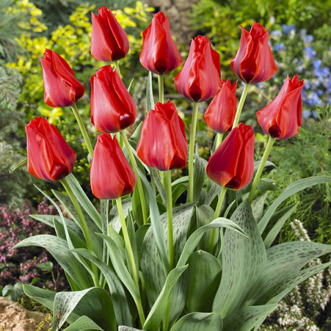 Tulipan Greiga Julius Caesar 5 szt
