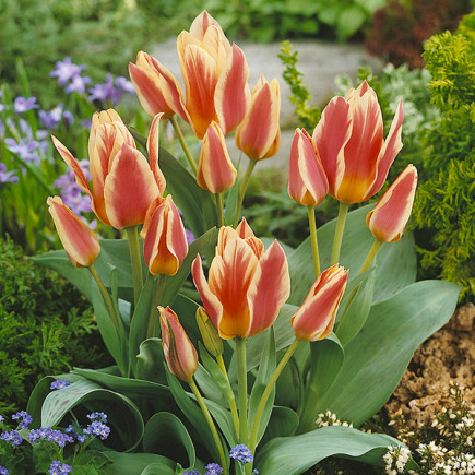 Tulipan Greiga Quebec