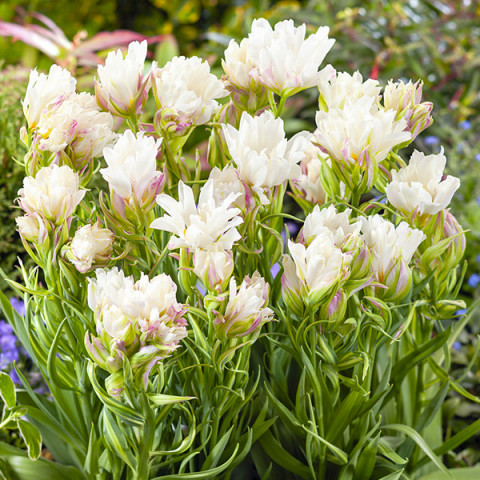 Tulipan Lodowy Mystery Valley 3 szt