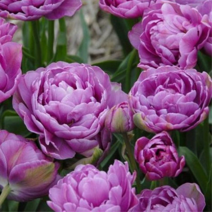 Tulipan Pełny+Wielokwiatowy Lilac Perfection