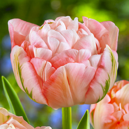 Tulipan Pełny+Wielokwiatowy Peach Blossom Oferta Specjalna 25 szt