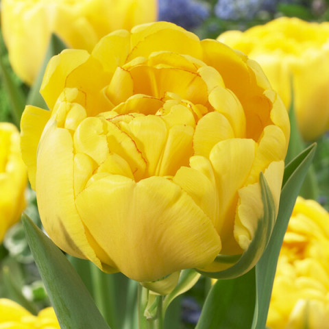 Tulipan Pełny Yellow Pompenette 5 szt