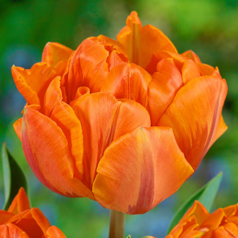Tulipan Pełny Orange Princess