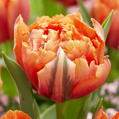 Tulipan Pełny Royal Centennial