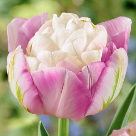 Tulipan Pełny Sweet Desire