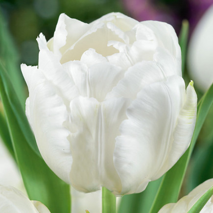 Tulipan Pełny Up White
