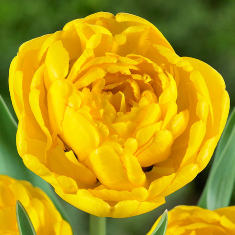 Tulipan Pełny Yellow Pomponnette