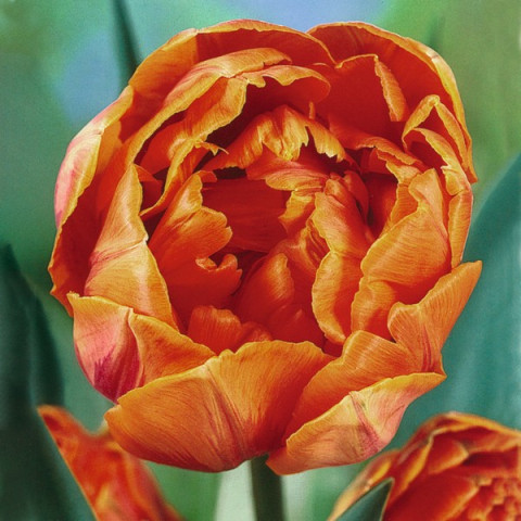 Tulipan Pełny Monte Orange
