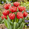 Tulipan Pełny+Strzępiasty Bendigo 5 szt