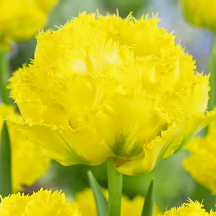 Tulipan Pełny+Strzępiasty Lemon Shoot 3 szt