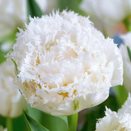 Tulipan Strzępiasty+Pełny Snow Crystal