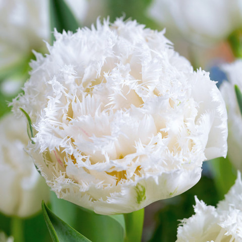 Tulipan Strzępiasty+Pełny Snow Crystal Tulipan Strzępiasty+Pełny Snow Crystal