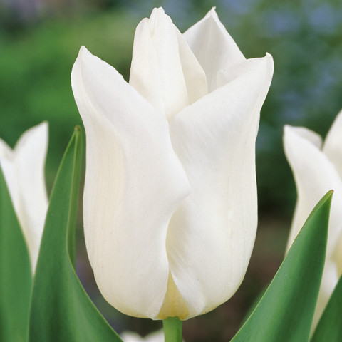 Tulipan Triumph Agrass White
