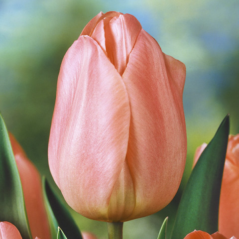 Tulipan Triumph Apricot Beauty