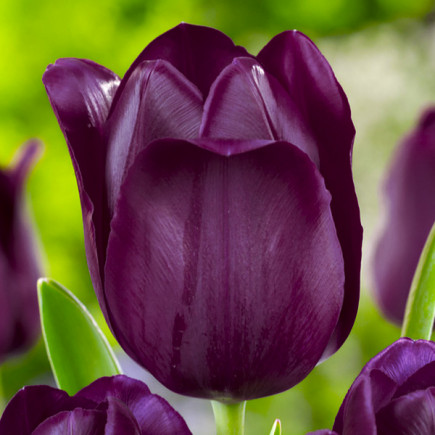 Tulipan Triumph Black Bean