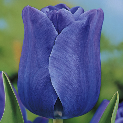 Tulipan Triumph Blue Aimable Oferta Specjalna 50 szt