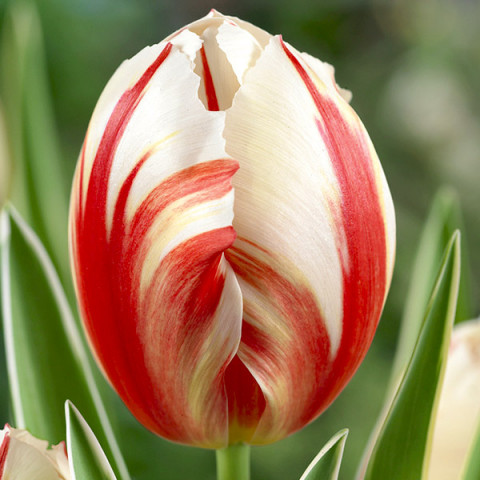 Tulipan Triumph Carnaval de Rio