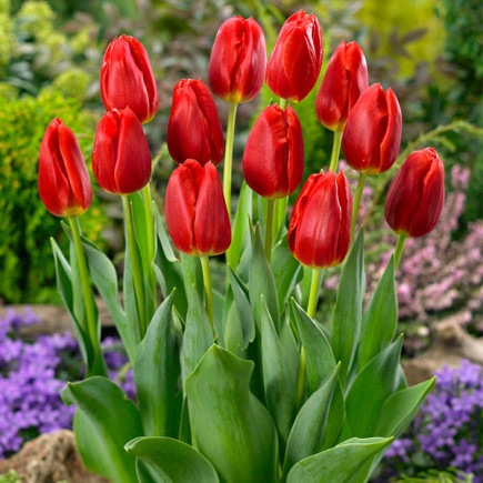 Tulipan Triumph Czerwony 