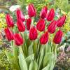 Tulipan Triumph First Star