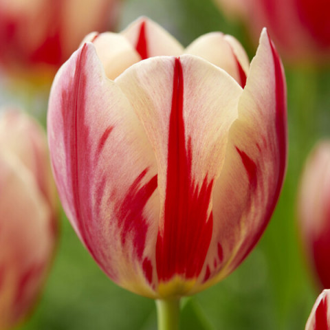 Tulipan Triumph Flaming Prominence