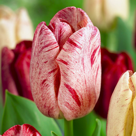 Tulipan Triumph Hemisphere 5 szt