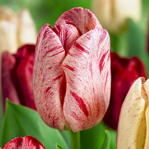 Tulipan Triumph Hemisphere 5 szt