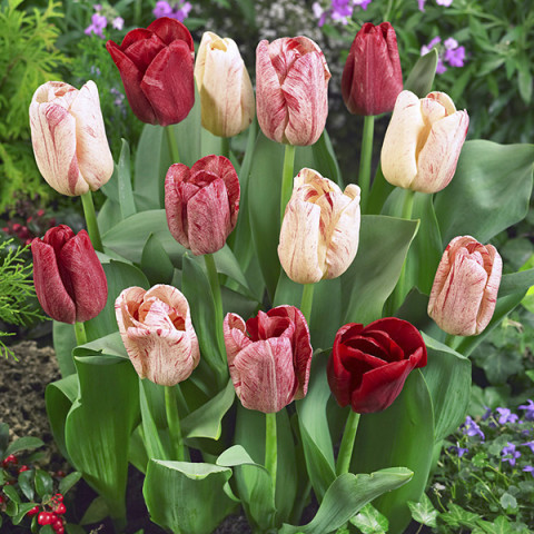 Tulipan Triumph Hemisphere 5 szt