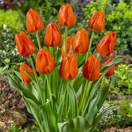 Tulipan Triumph Pomarańczowy 5 szt