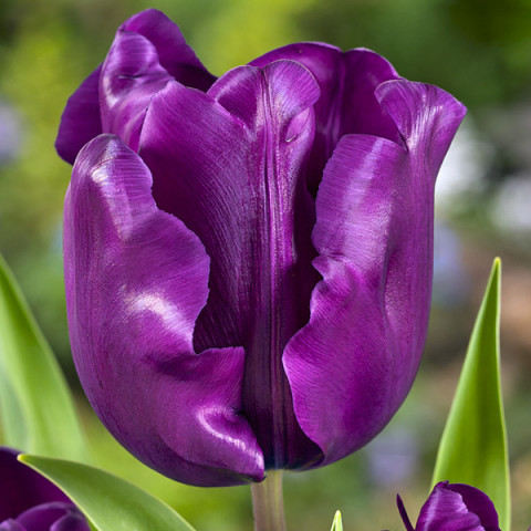 Tulipan Triumph Purple Rain