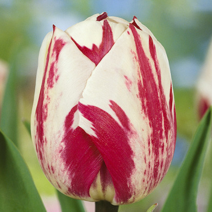 Tulipan Triumph Rem's Sensation
