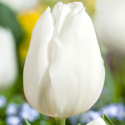 Tulipan Triumph White Marvel Oferta Specjalna 50 szt