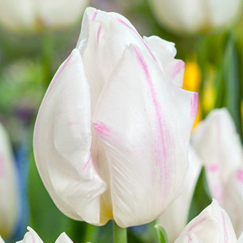 Tulipan Triumph White Prince