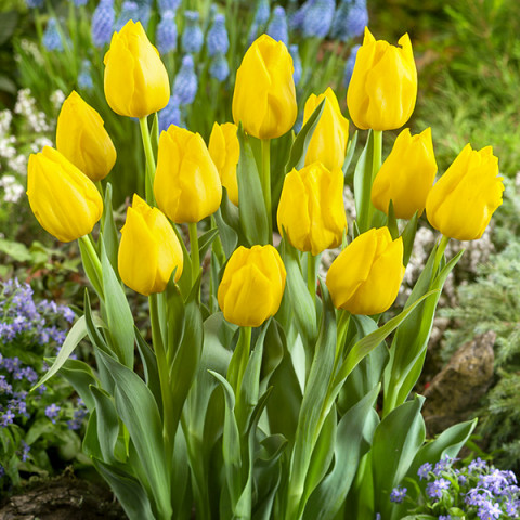 Tulipan Triumph Żółty 5 szt