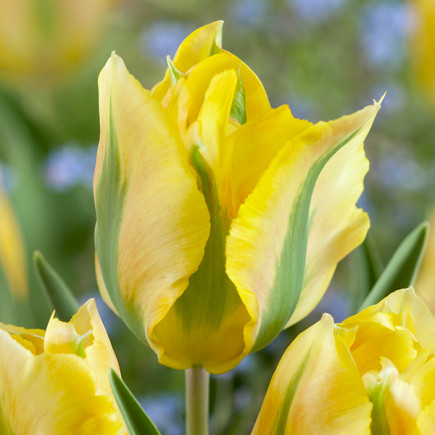 Tulipan Viridiflora Formosa