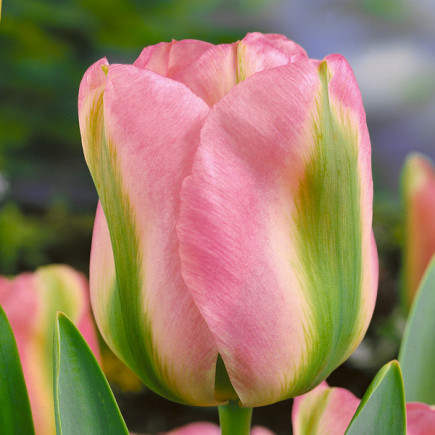 Tulipan Viridiflora Groenland